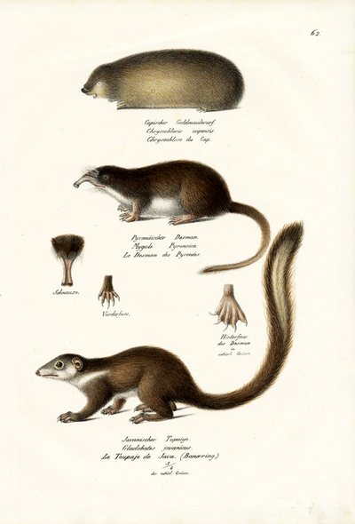 Cape Golden Mole by Karl Joseph Brodtmann